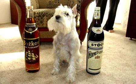 Hund mit Alkohol