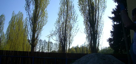 baum1.jpg