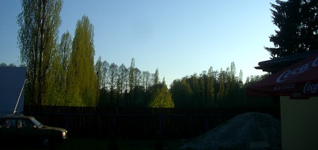 baum3.jpg